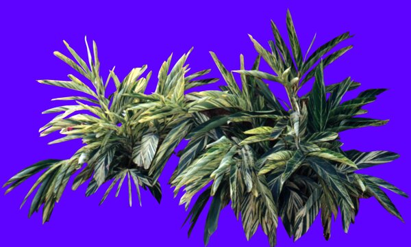 植物貼圖素材JPG1170