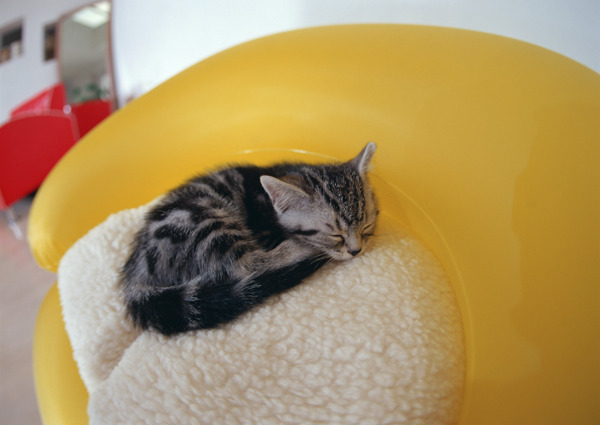 蜷缩在沙发上睡觉的猫猫图片