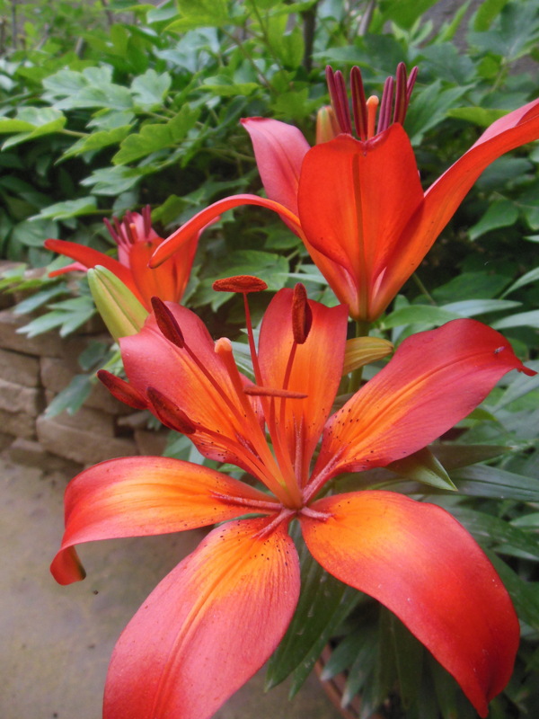 百合花圖片