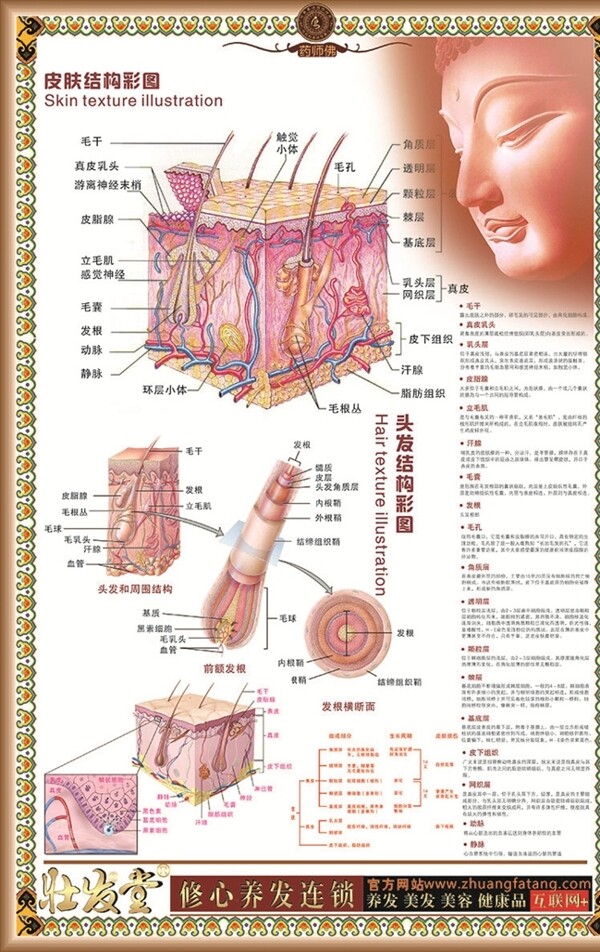 皮肤结构毛囊结构图