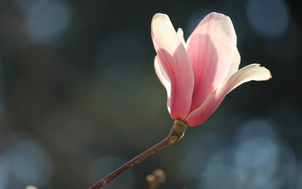 位圖植物花朵寫實(shí)花卉野花免費(fèi)素材