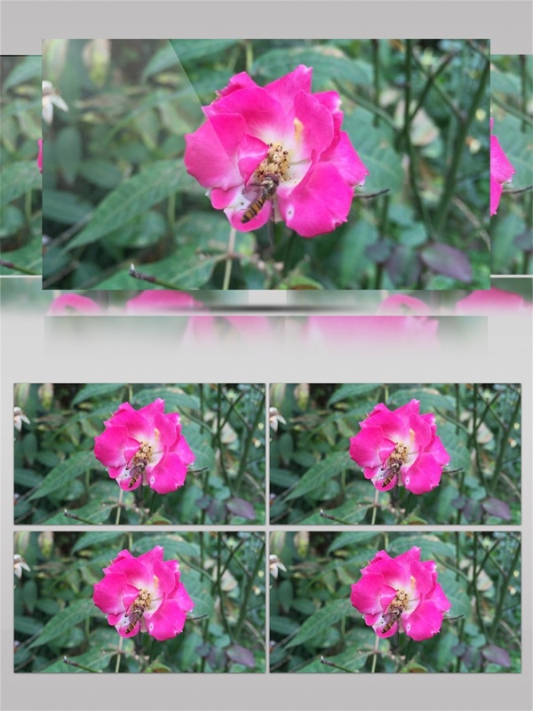 蜜蜂采玫红色花卉视频音效