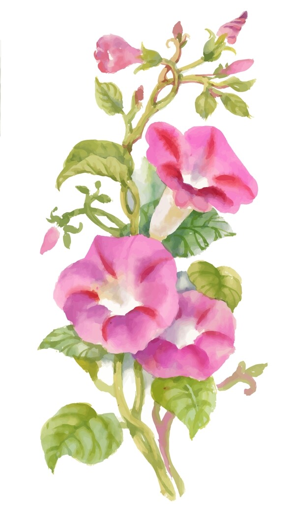 粉色牵牛花植物花朵水彩手绘矢量文件