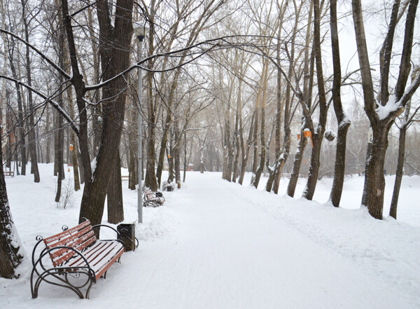 冬天树林道路雪景