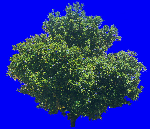 植物貼圖素材JPG1640