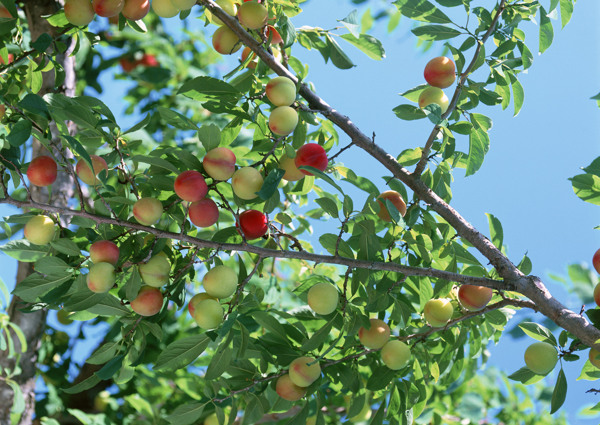 苹果园红苹果青苹果晴天丰收的苹果采摘苹果