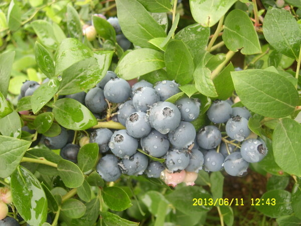藍(lán)莓圖片