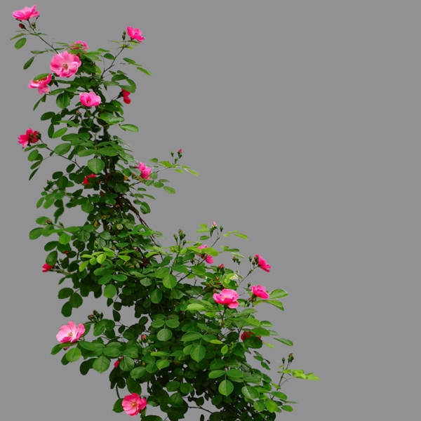 薔薇