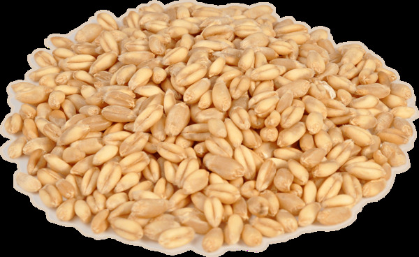 成熟的小麦麦子麦粒金黄