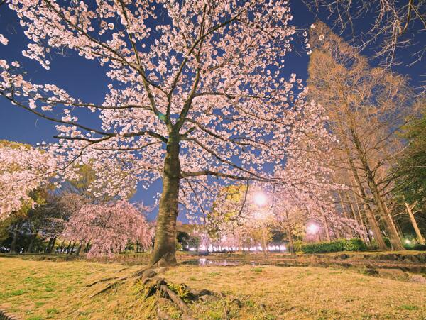 櫻花