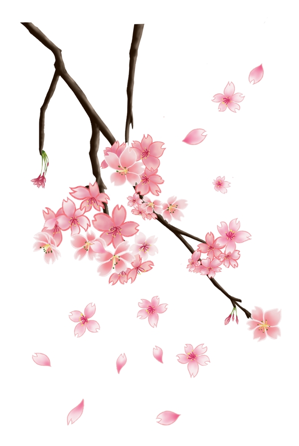 开满花的树樱插画