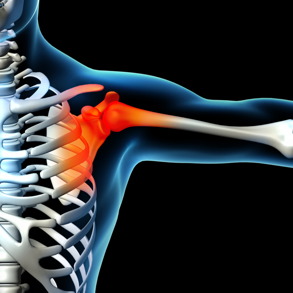 肩胛骨骨骼结构图片