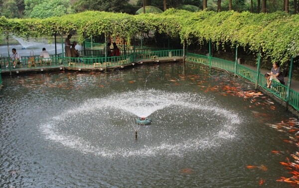 公園魚塘圖片