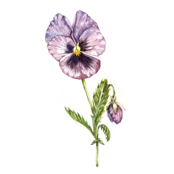 位图植物写意花卉花朵蝴蝶兰免费素材