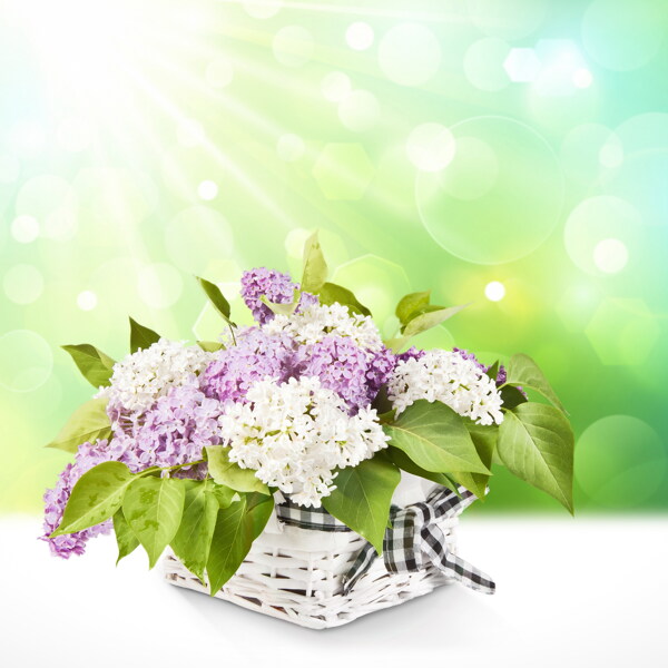 丁香花圖片