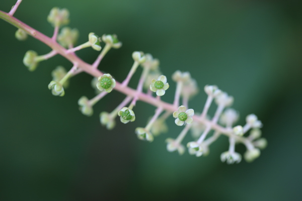 草本植物商路