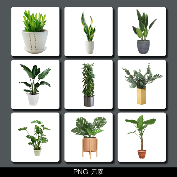 綠色植物