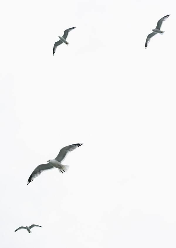 飞翔海鸥海鸟