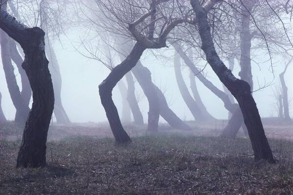 风景树木艺术摄影雾气