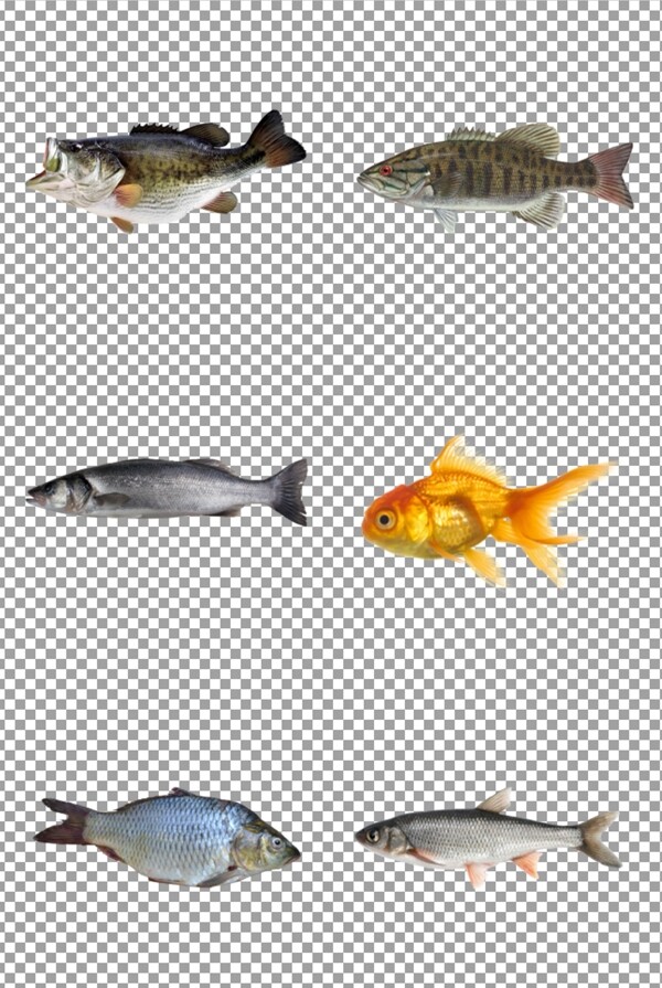 小魚