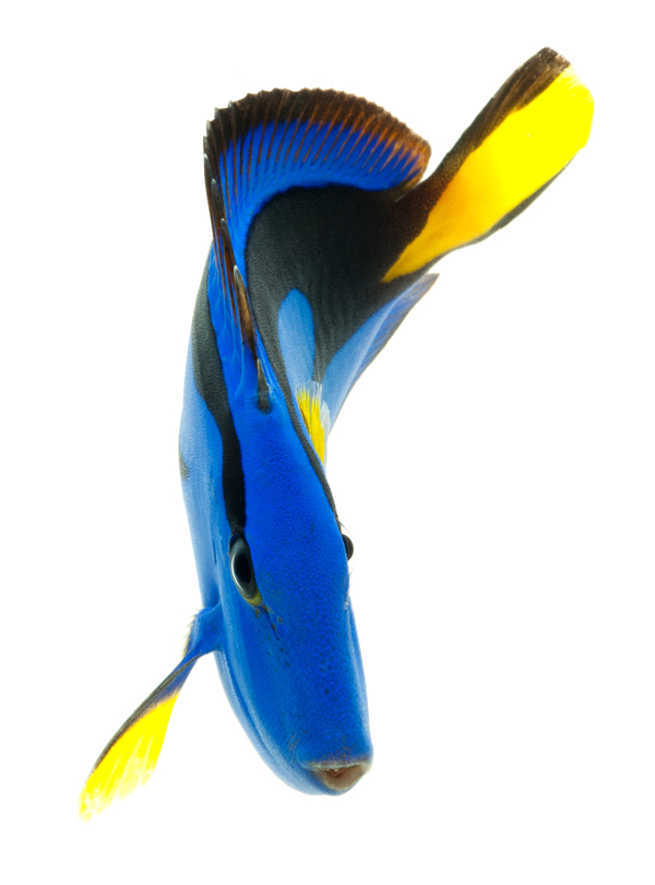 海洋生物圖片