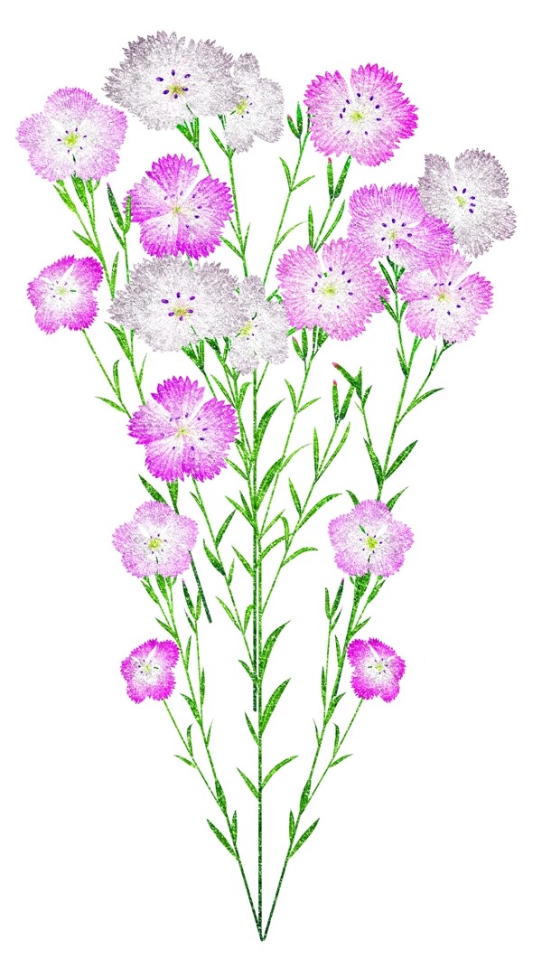 非洲菊插图