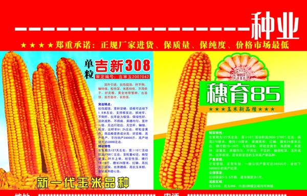 玉米種子報廣圖片