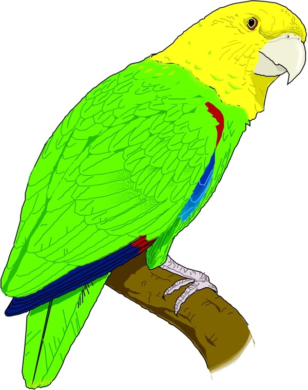 矢量逼真鳥類動物47