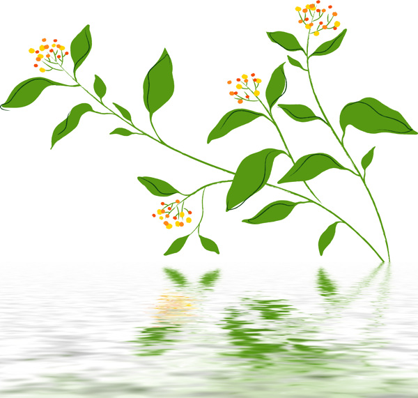水中花草倒影