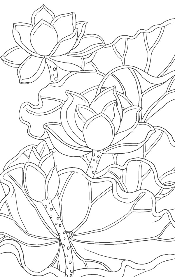 荷花荷葉白描圖片