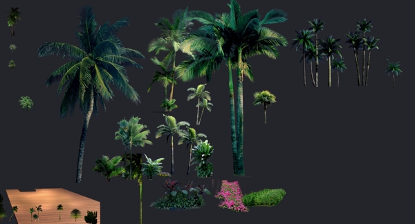 各种椰子树