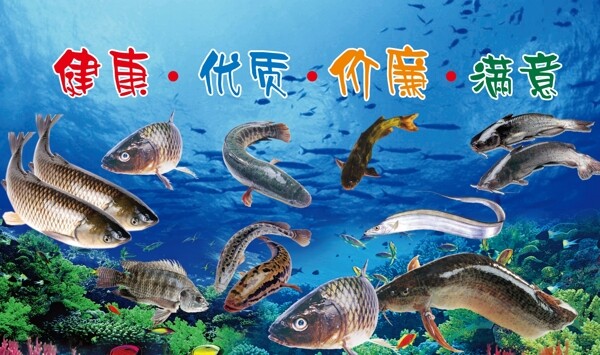 各種魚