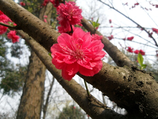桃花圖片