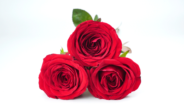 红色美丽的玫瑰花摄影图图片
