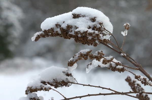 草上的積雪