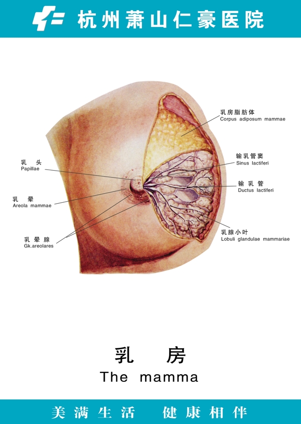 乳房圖片