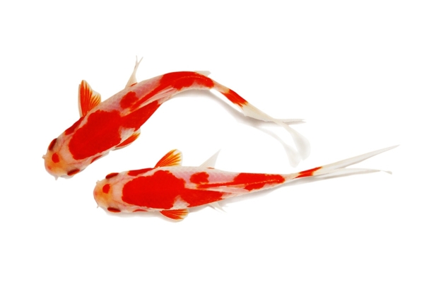 金魚圖片
