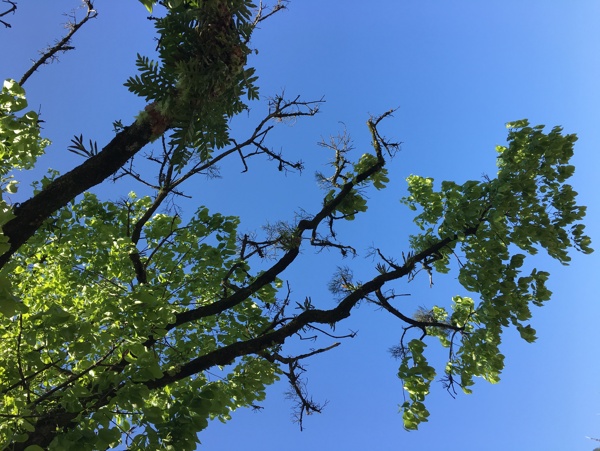 陽光下的樹枝
