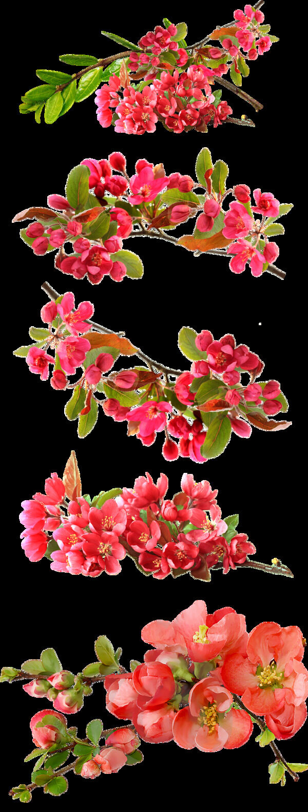 春季红色花朵桃花png元素素材