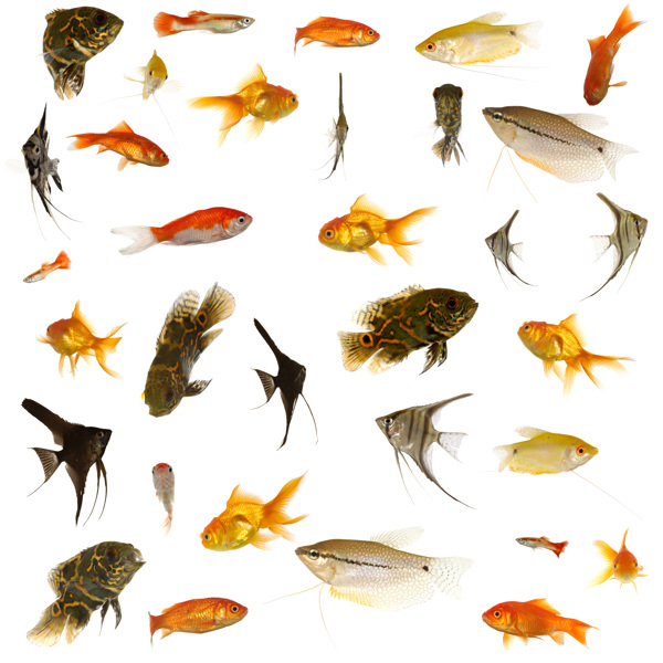 33种金鱼热带鱼高清图片