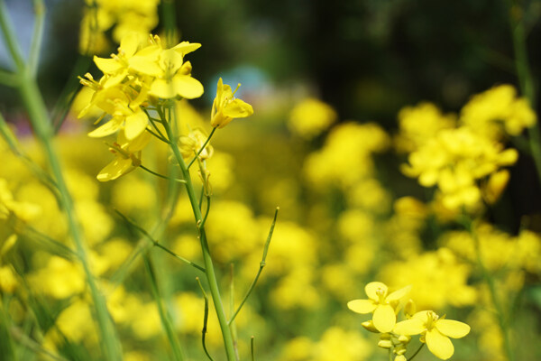 春天油菜花