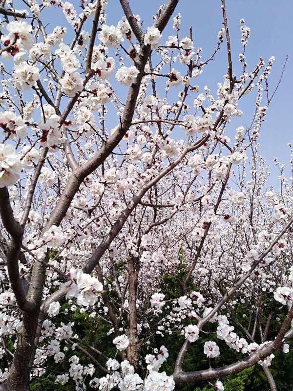 春天的图片桃花开了