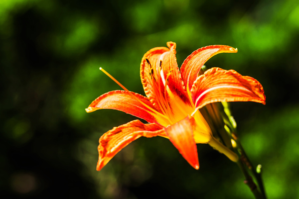 燦爛萱草花
