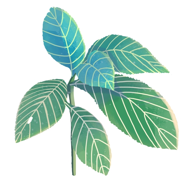 唯美热带植物