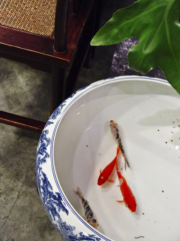 小魚圖片