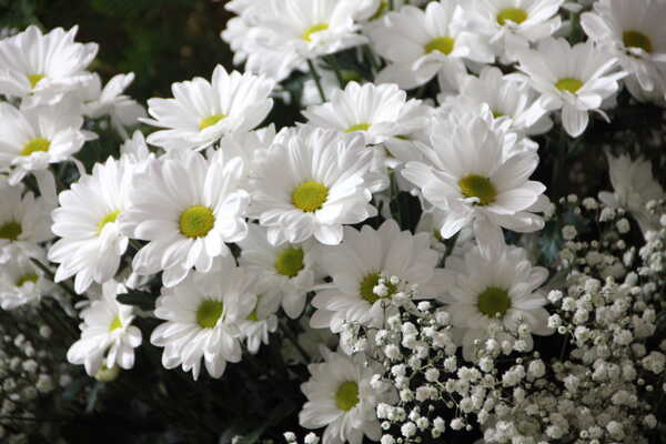 白色的小雏菊图片