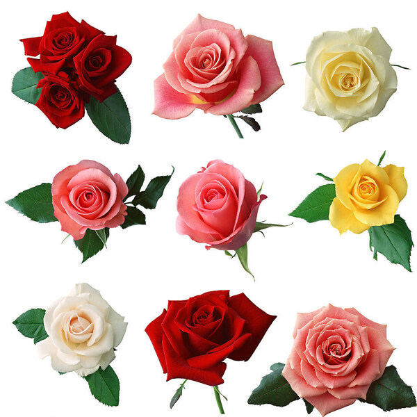 玫瑰花