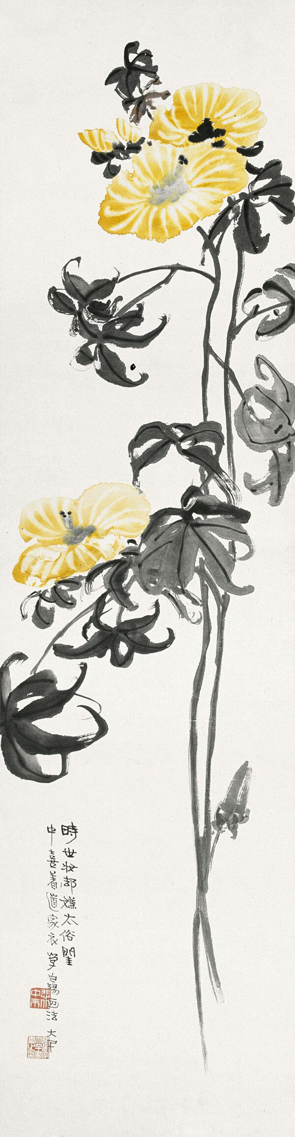 芙蓉花圖圖片