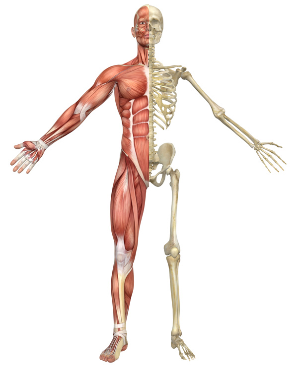 人体肌肉和骨骼图片