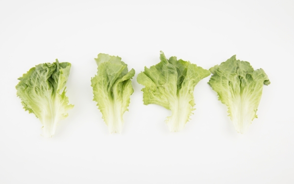 生菜